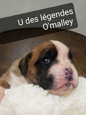 U'MAGGIE des Légendes O'malley