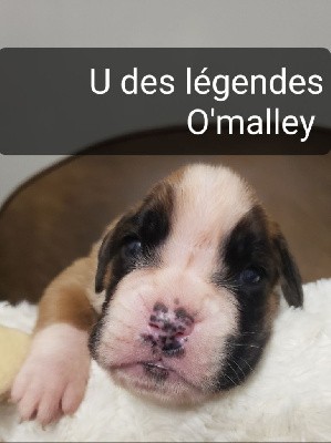 U'MAGGIE des Légendes O'malley