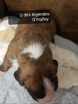 Uzzy des Légendes O'malley