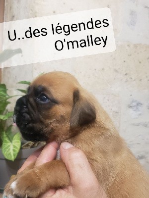 Ubert des légendes O'malley 