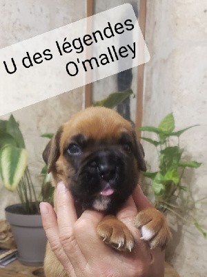 Ubert des légendes O'malley 