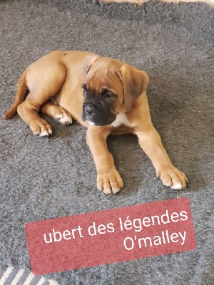 Ubert des légendes O'malley 