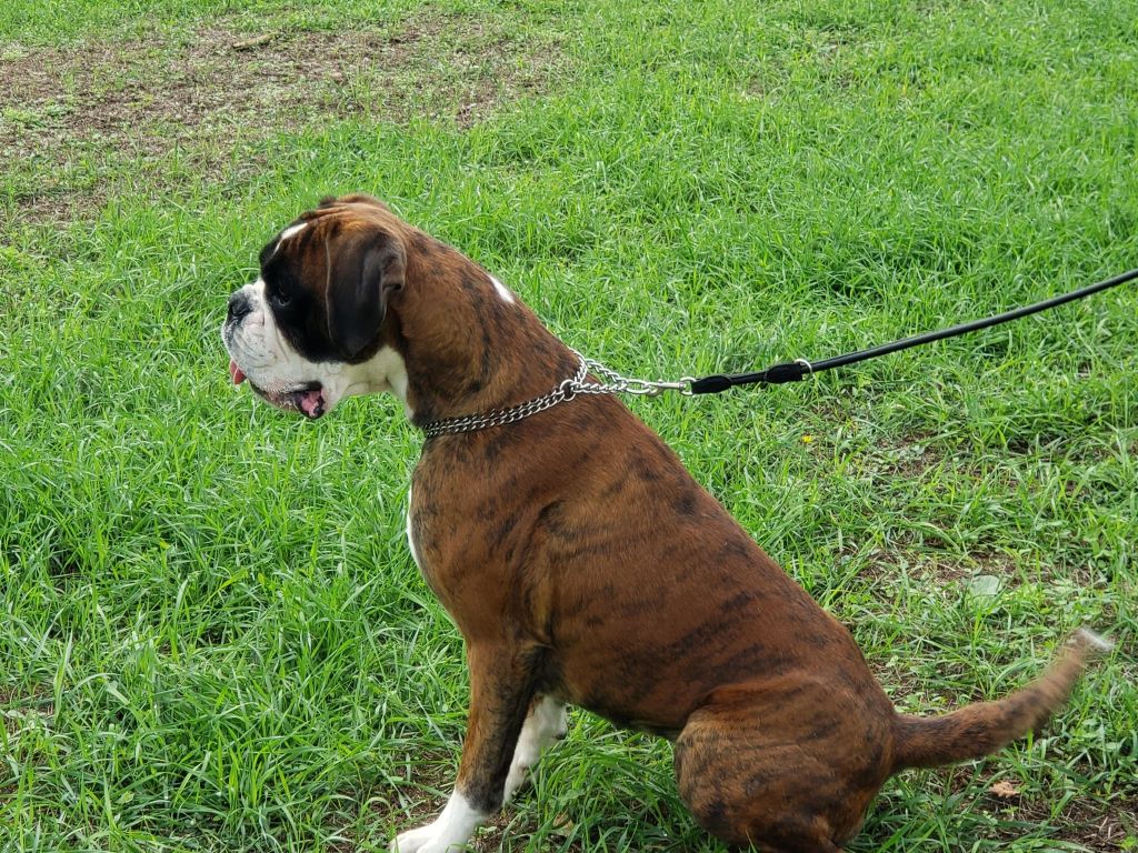 Roxy Du Clos Du Griffin