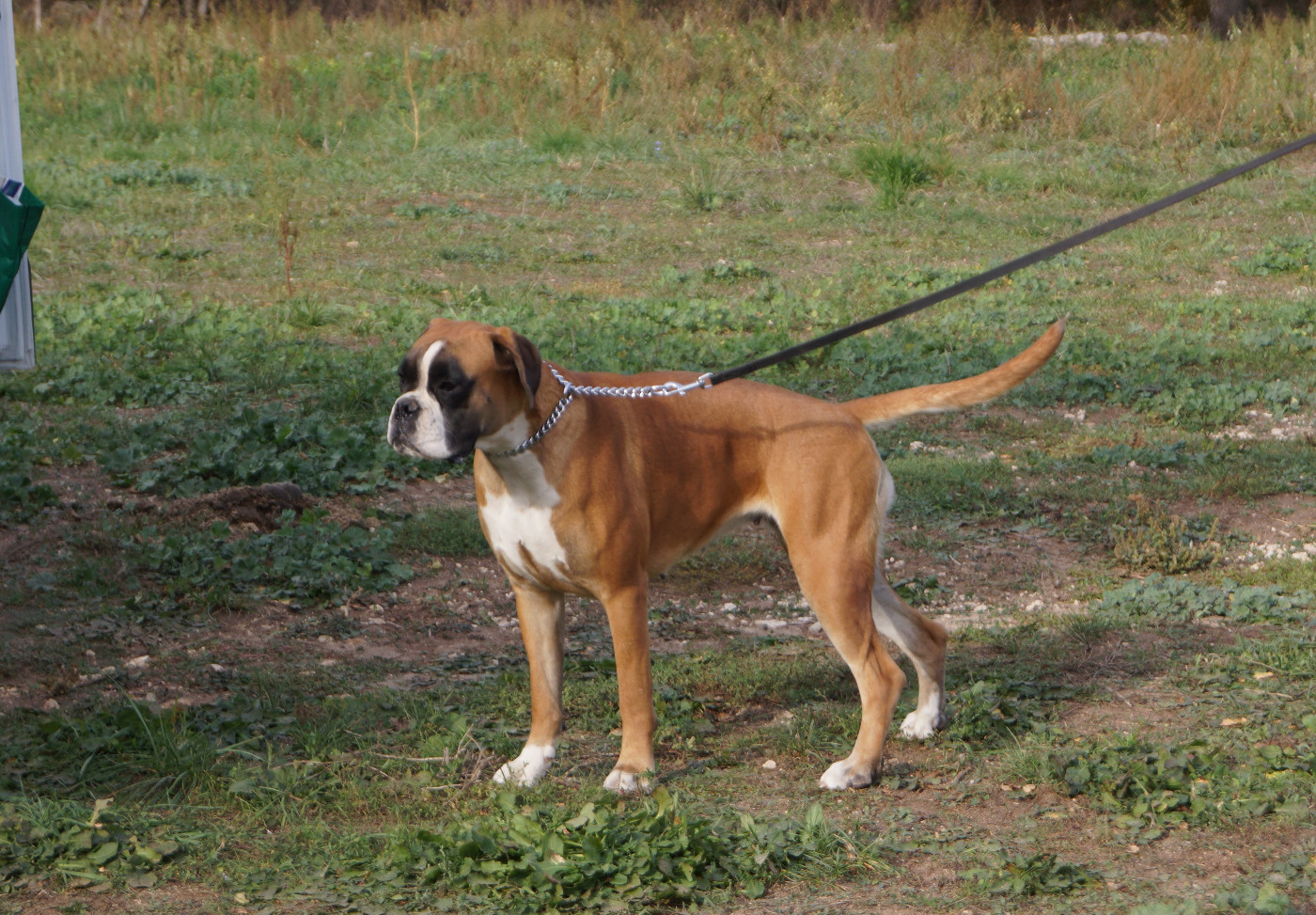 Tya Des Légendes O'malley