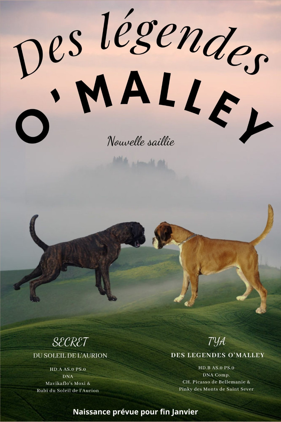 Nouvelle Saillie à l'élevage