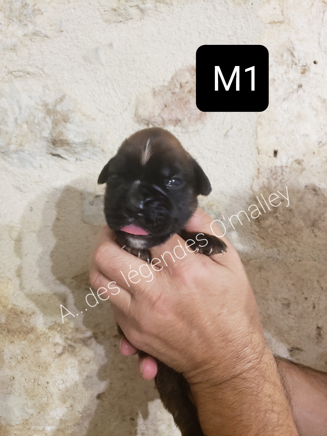 Des Légendes O'malley - Chiots disponibles - Boxer