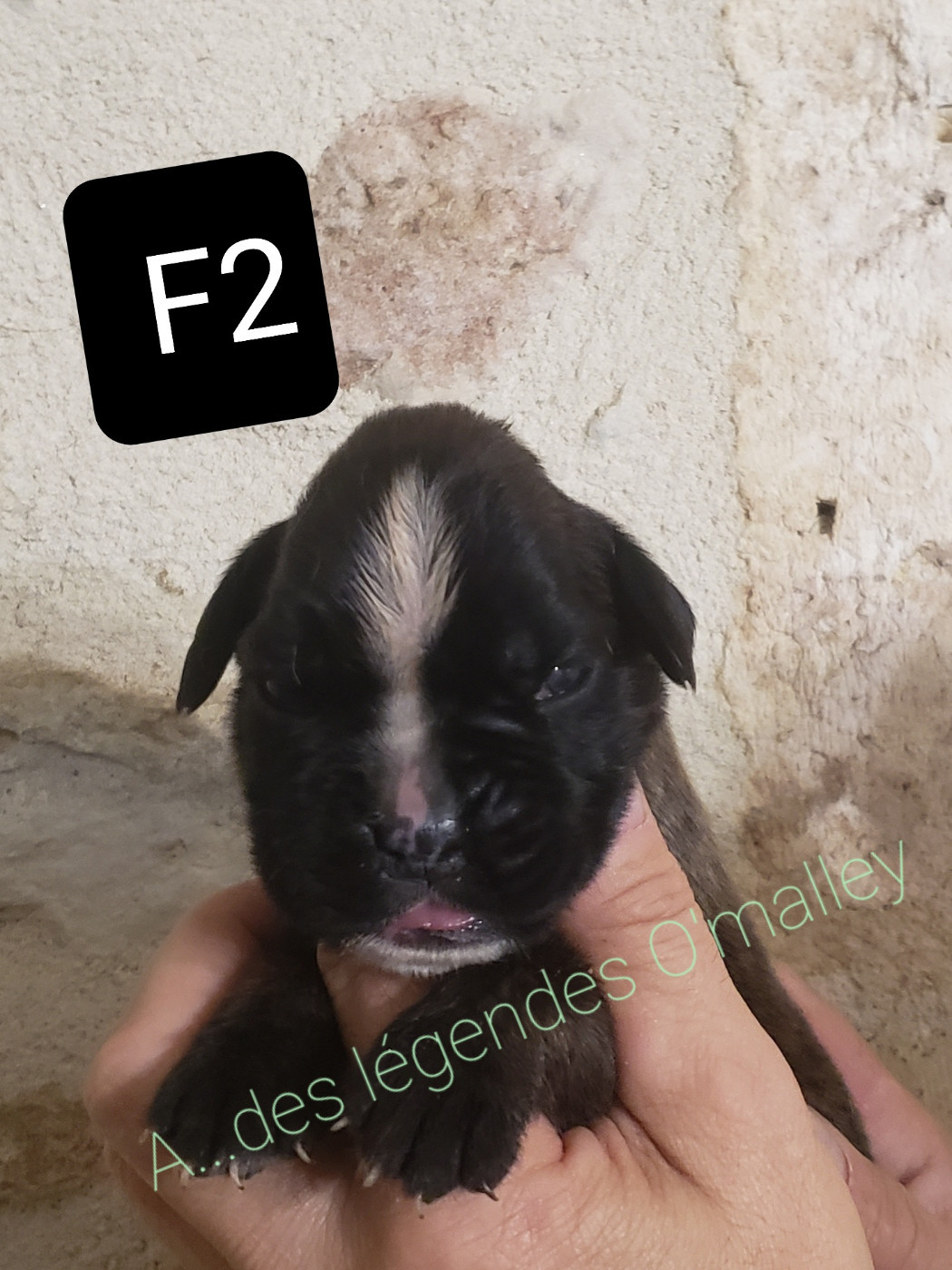 Des Légendes O'malley - Chiots disponibles - Boxer