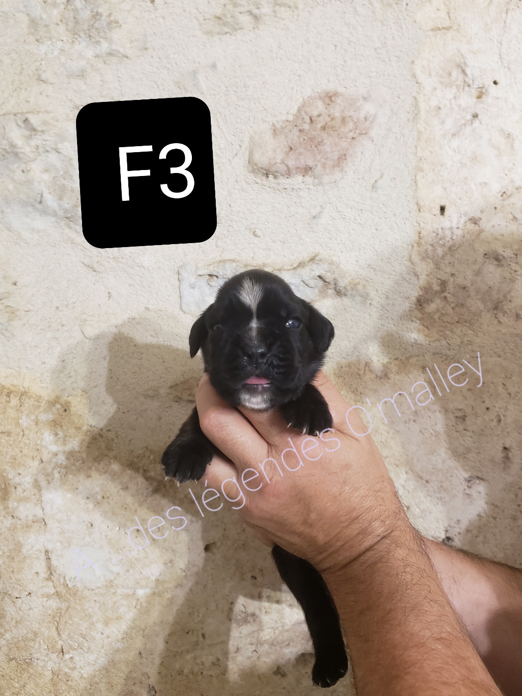 Des Légendes O'malley - Chiots disponibles - Boxer