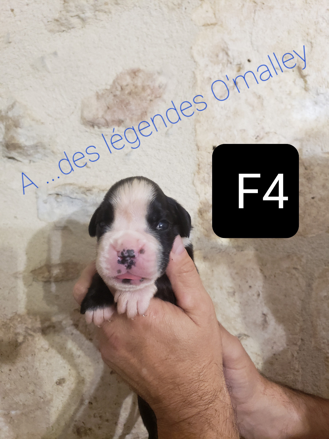 Des Légendes O'malley - Chiots disponibles - Boxer