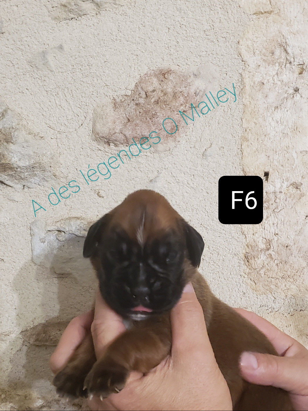 Des Légendes O'malley - Chiots disponibles - Boxer