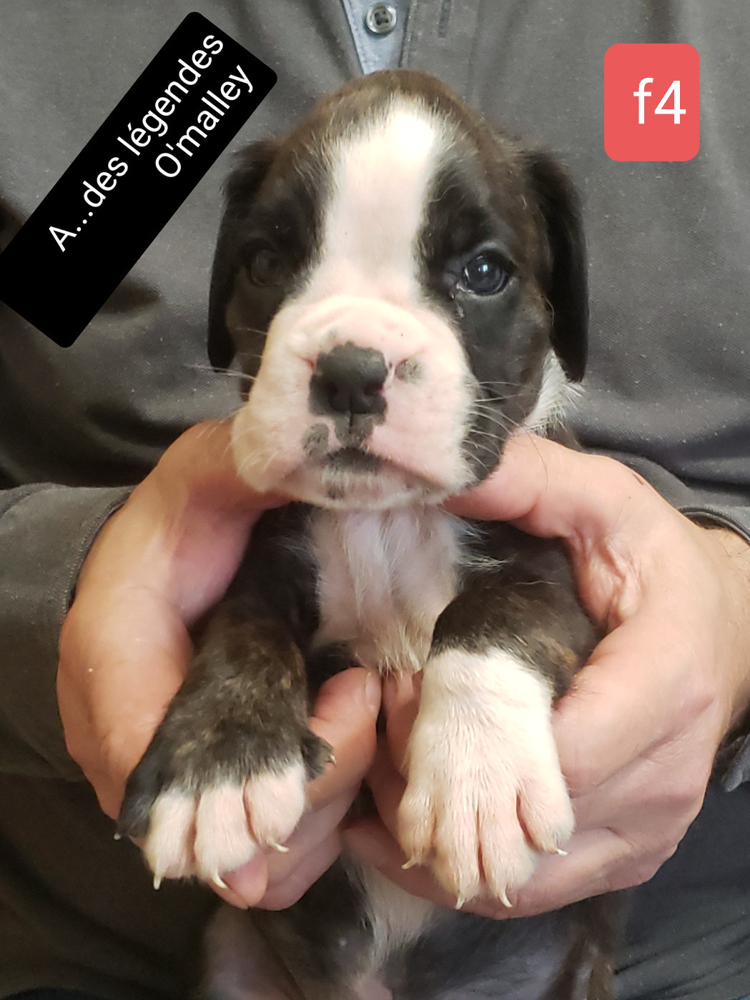 Des Légendes O'malley - Chiots disponibles - Boxer