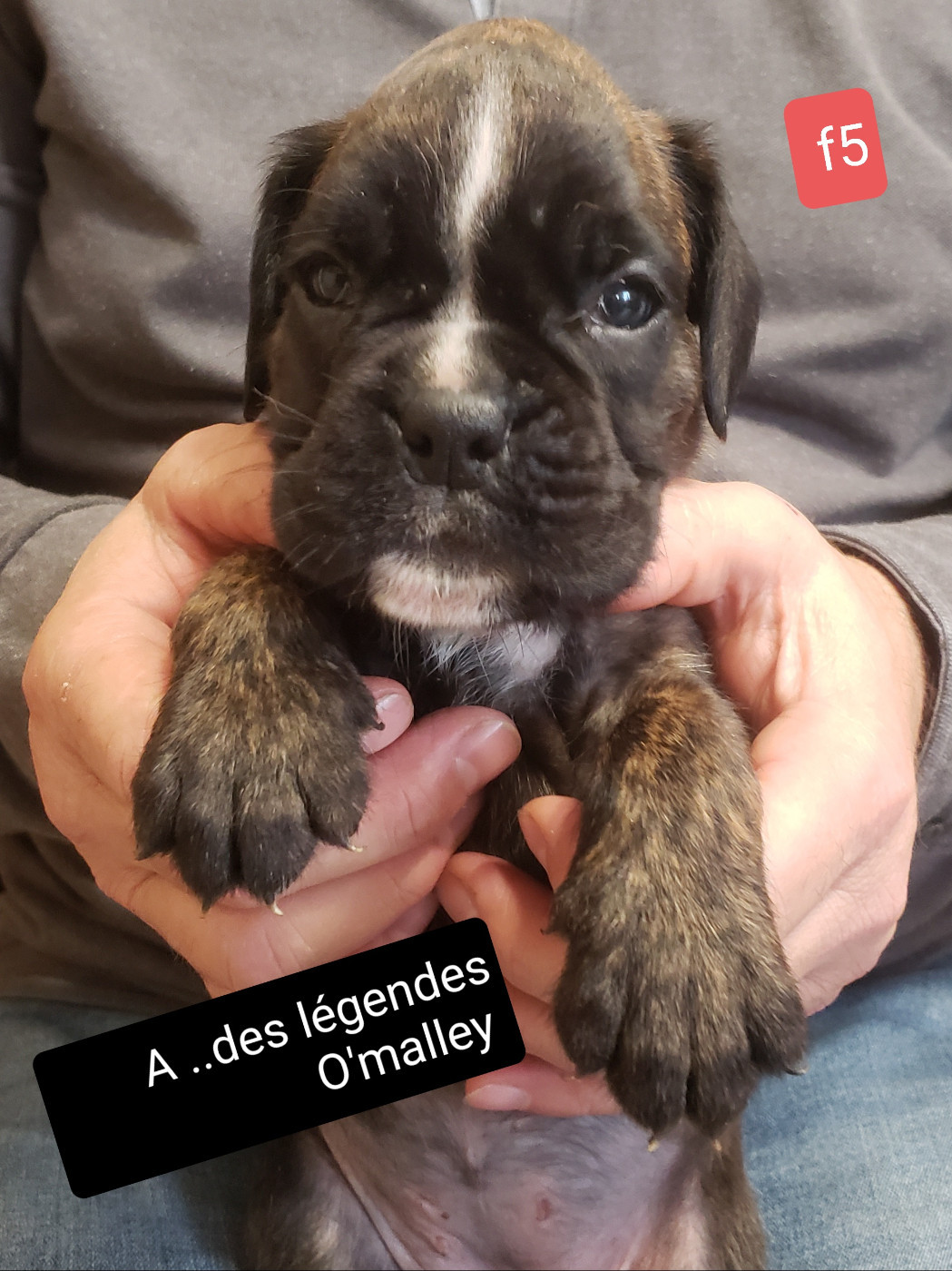 Des Légendes O'malley - Chiots disponibles - Boxer