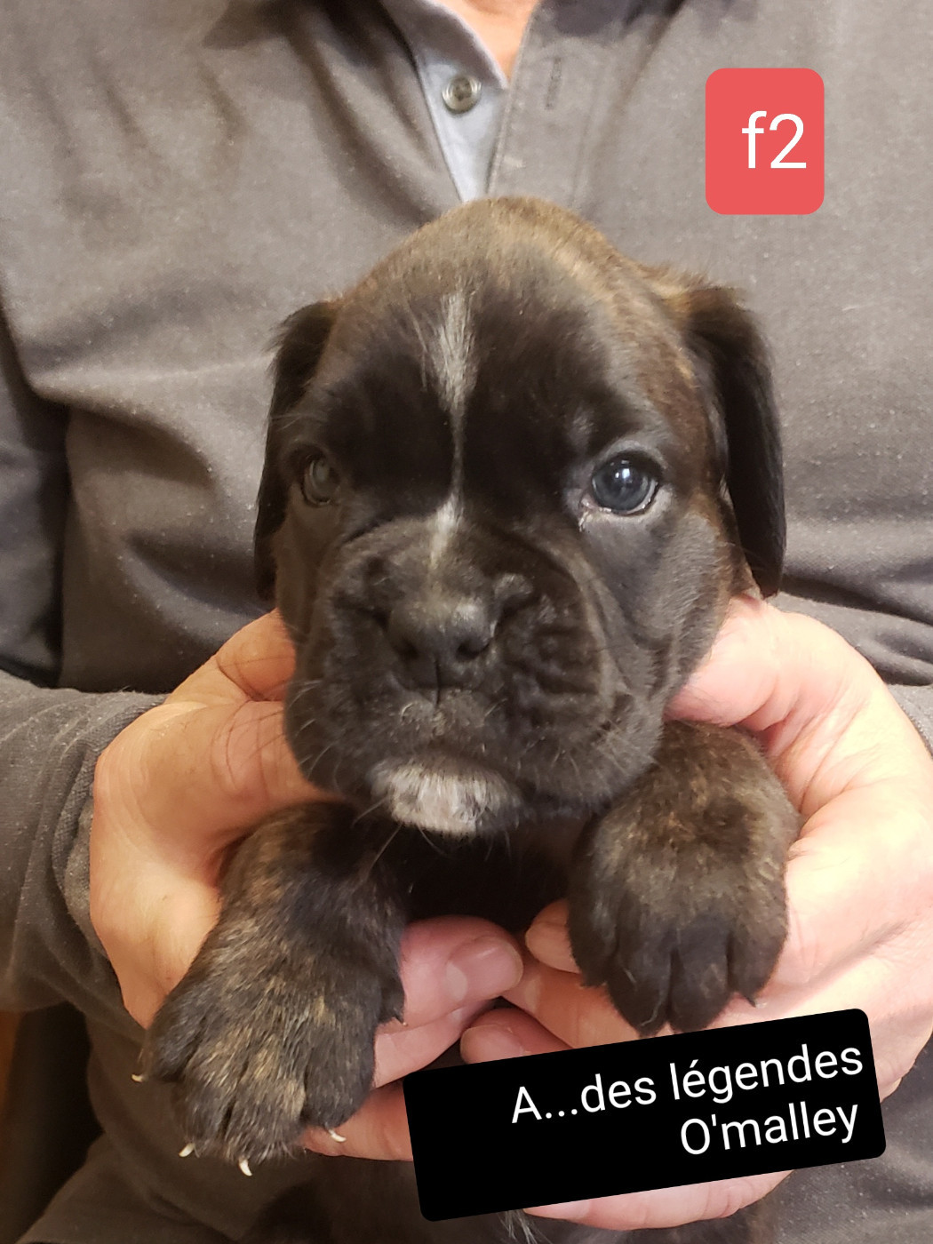 Des Légendes O'malley - Chiots disponibles - Boxer