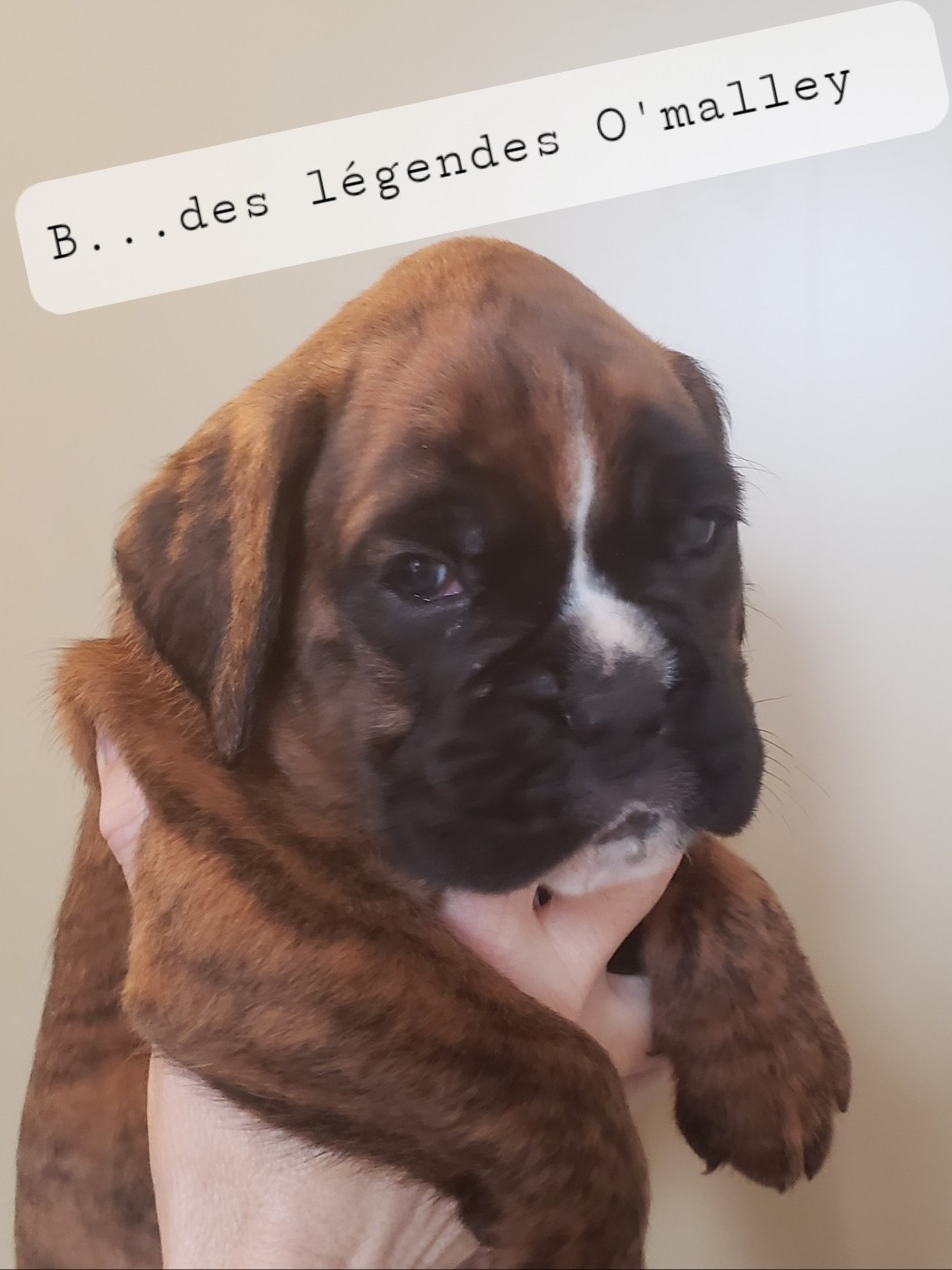 Des Légendes O'malley - Chiots disponibles - Boxer