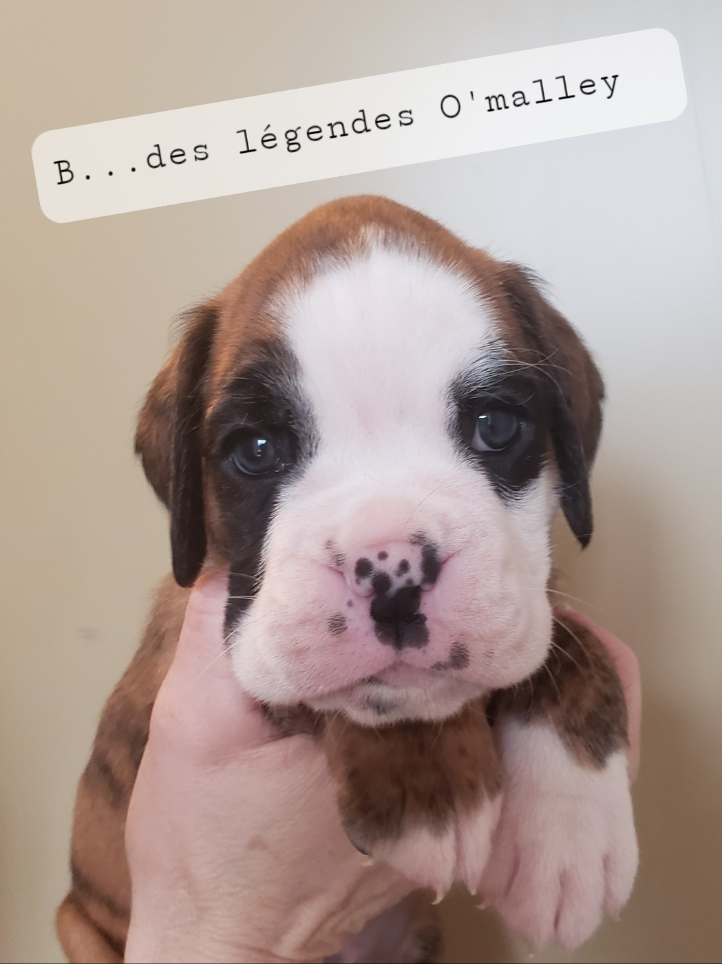 Des Légendes O'malley - Chiots disponibles - Boxer