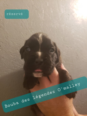 Bouba des Légendes O'malley